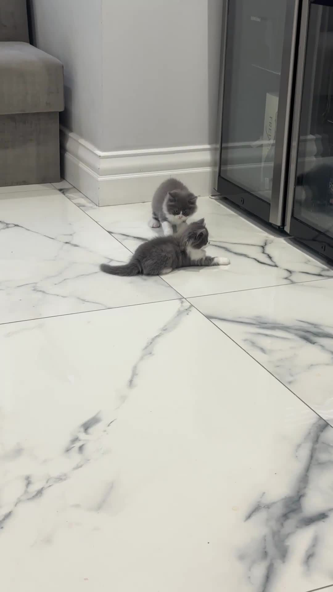 British Longhair cats for sale: Beautiful chunky British longhair ready now - Video 1