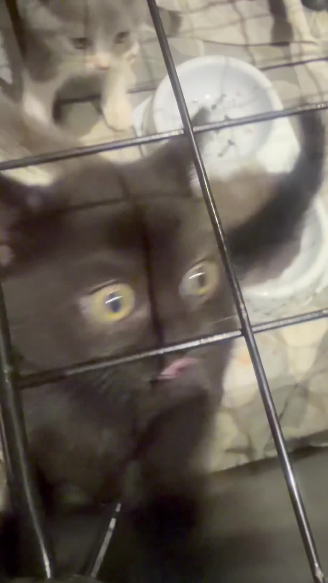 Mixed Breed cats for sale:  Mix British short hair male kitten - Video 2