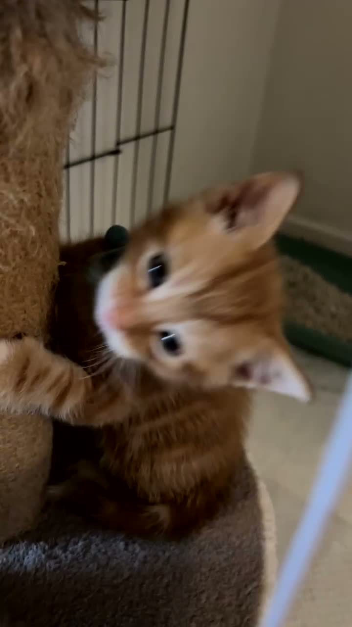 Mixed Breed cats for sale: 3 beautiful ginger kittens looking for 🏡🧡🫶🏻 - Video 4