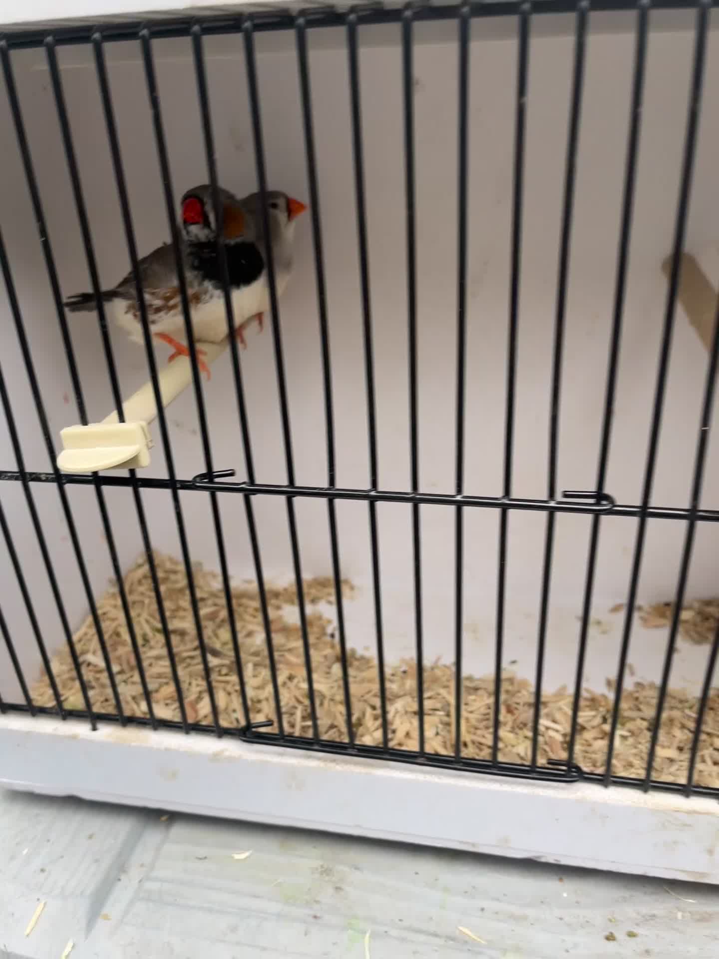 Finches birds for sale: Stunning mutation zebra finches  - Video 1