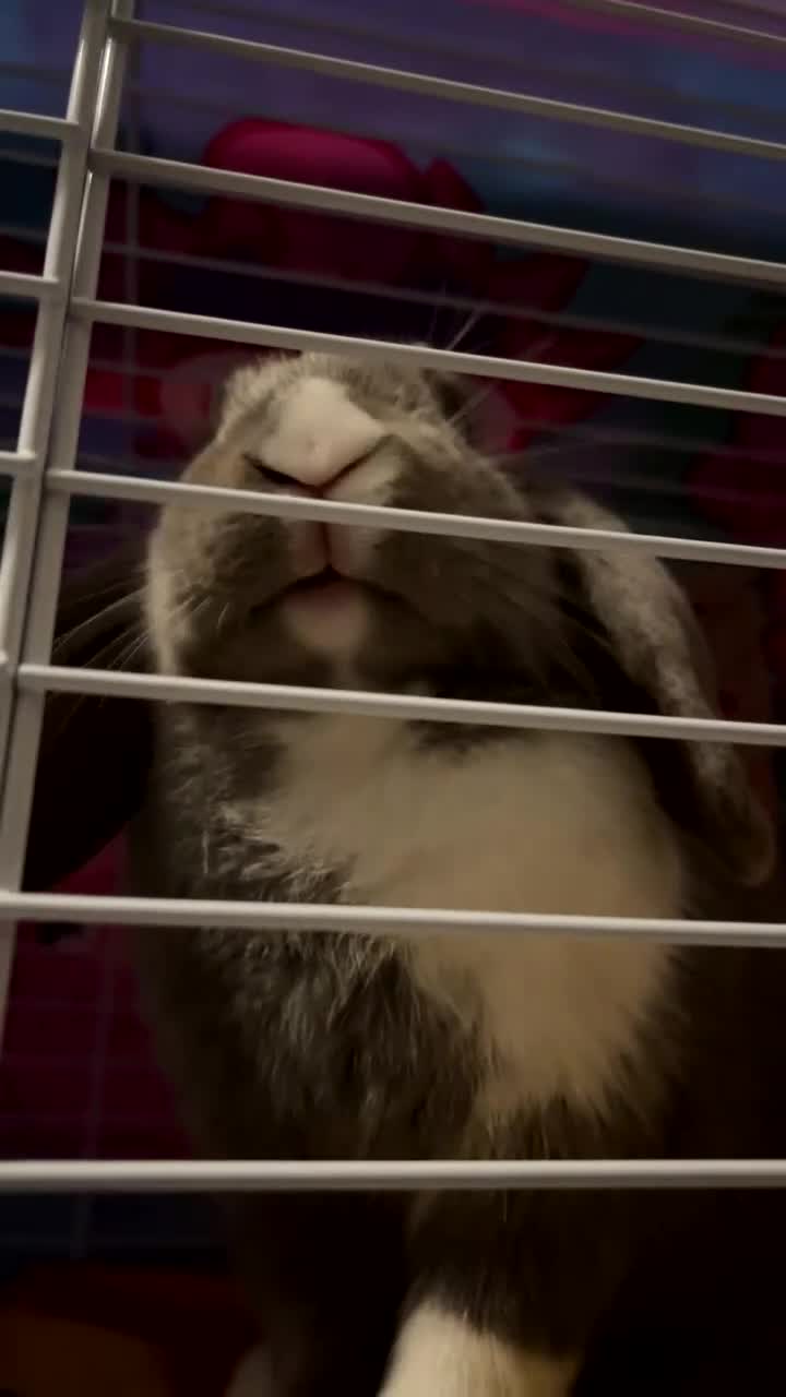 Mini Lop rabbits for sale: Lop for sale - Video 1