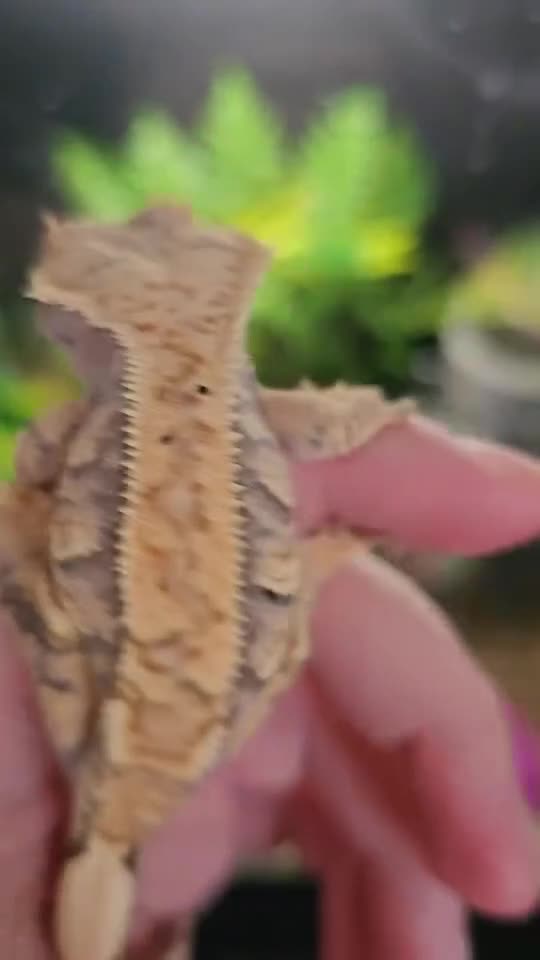 Gecko reptiles for sale: Crested gecko - Video 1