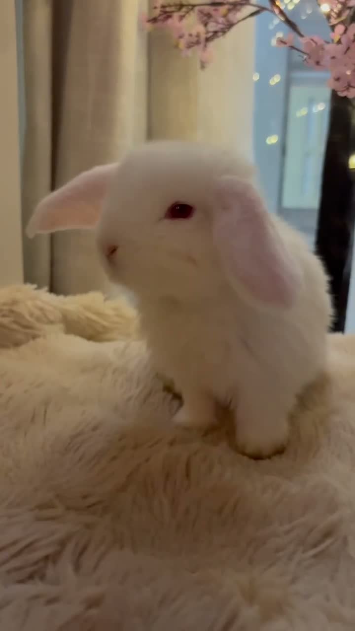 French Lop rabbits for sale: The happy hoppers French lop babies - Video 1