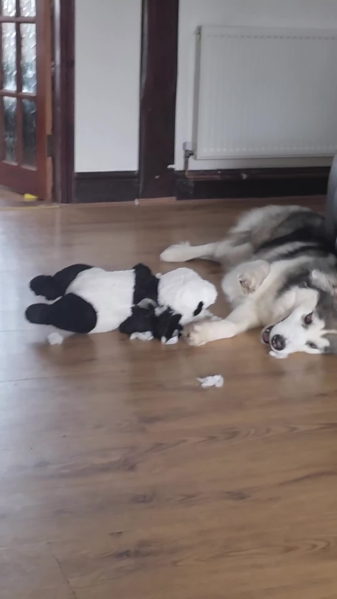 Alaskan Malamute dogs for sale: Alaskan malamute x husky  - Video 1