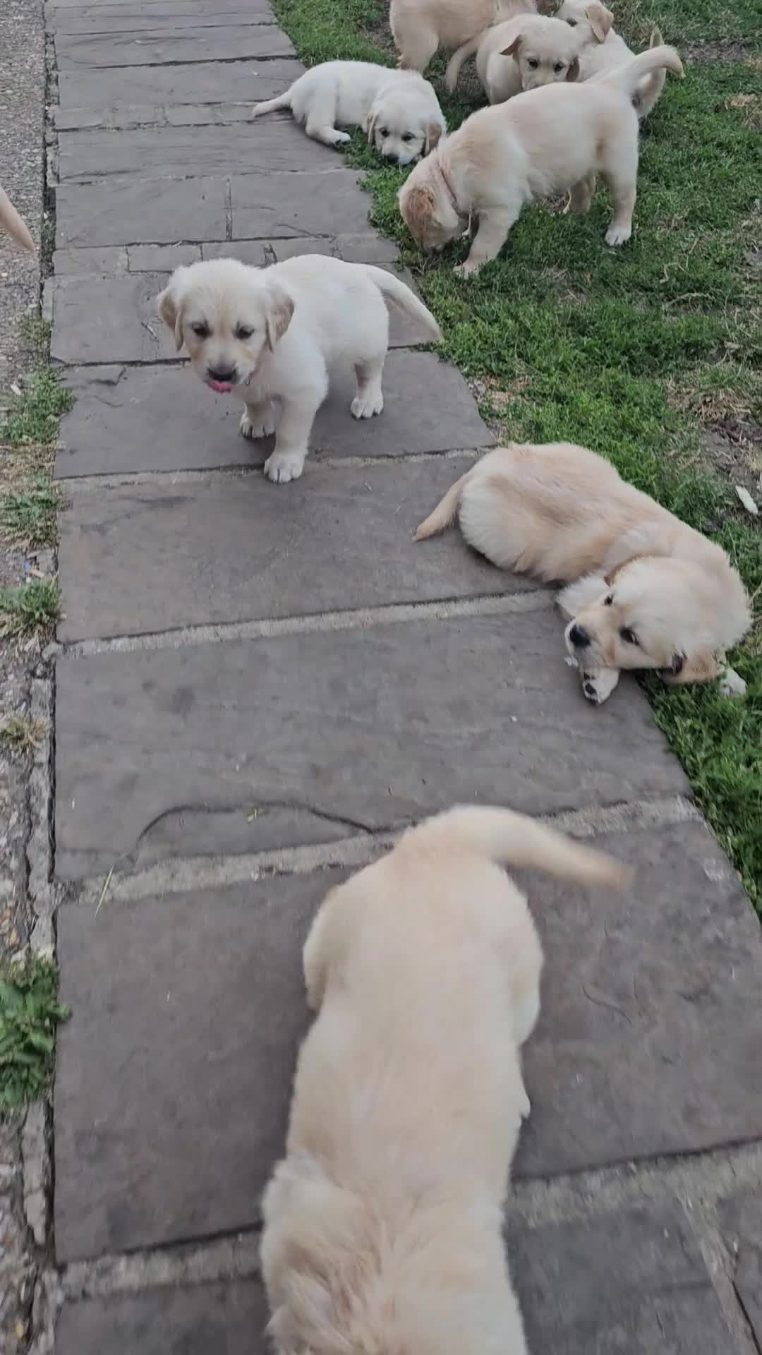 Golden Retriever dogs for sale: Golden Retriever puppys in Harrow London  - Video 2