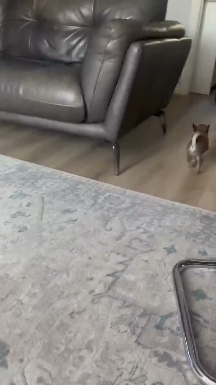 Chihuahua dogs for sale: Chihuahua pups - Video 1