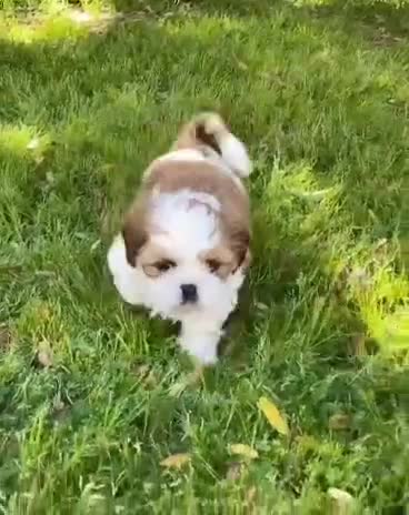 Shih Tzu dogs for sale: Lovely male and female Shih tzu puppies for sale  - Video 1