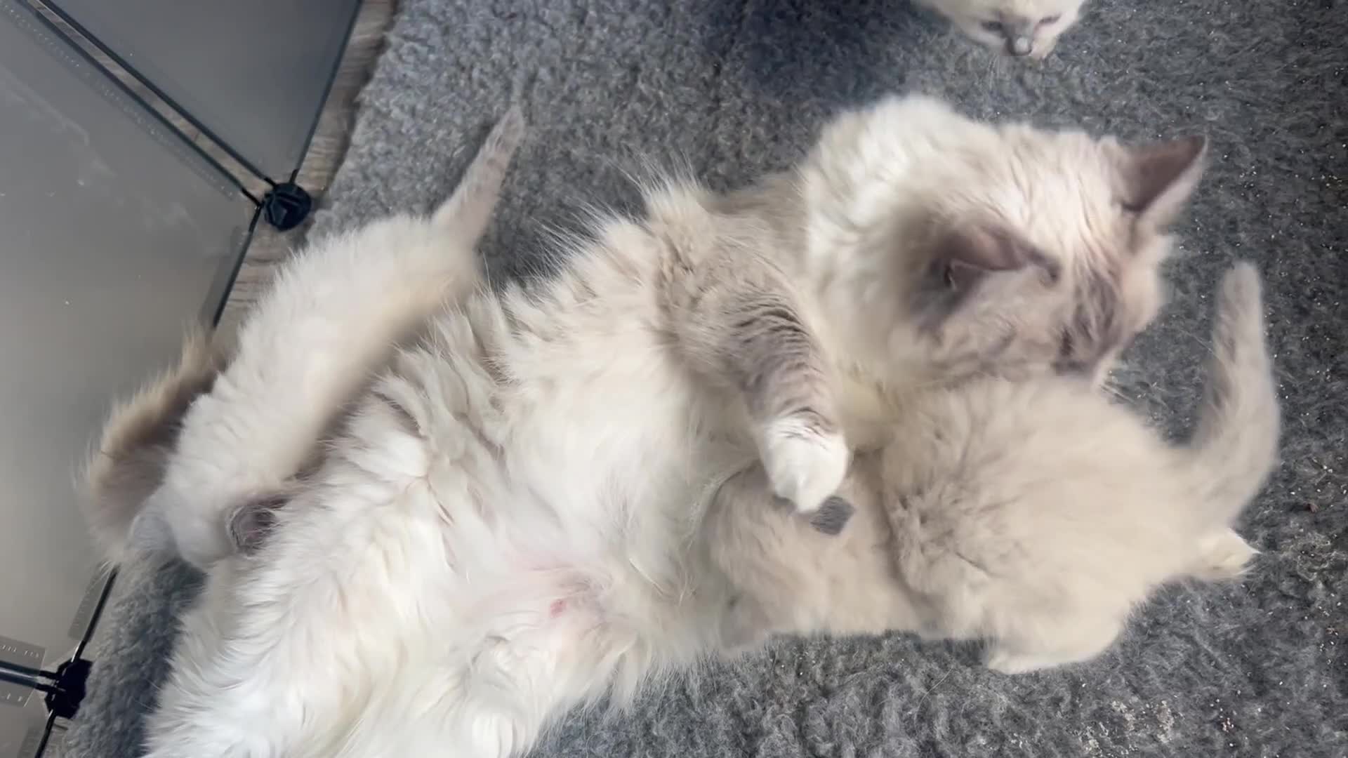 Ragdoll cats for sale: 5 Gccf registered Ragdoll kittens available  - Video 2