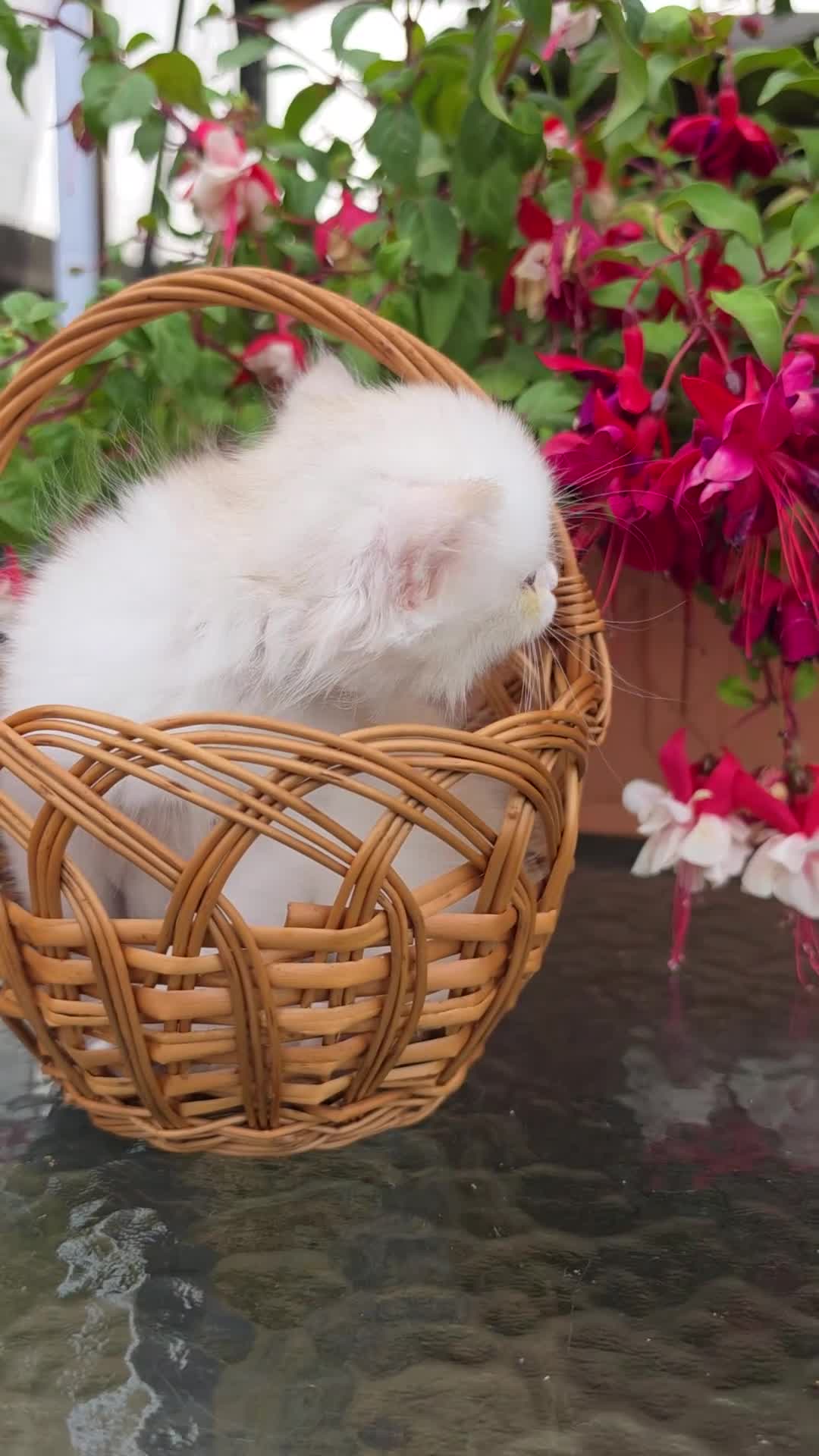 British Longhair cats for sale: British Longhair Kittens – Champion Lines - Video 1