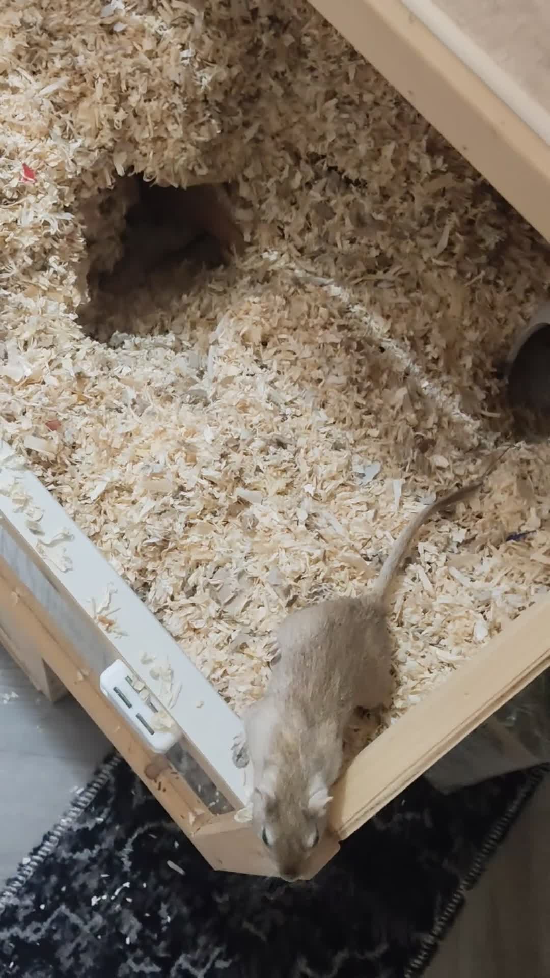 Gerbil rodents for sale: 2 female gerbils for sale in Dagenham - Video 1