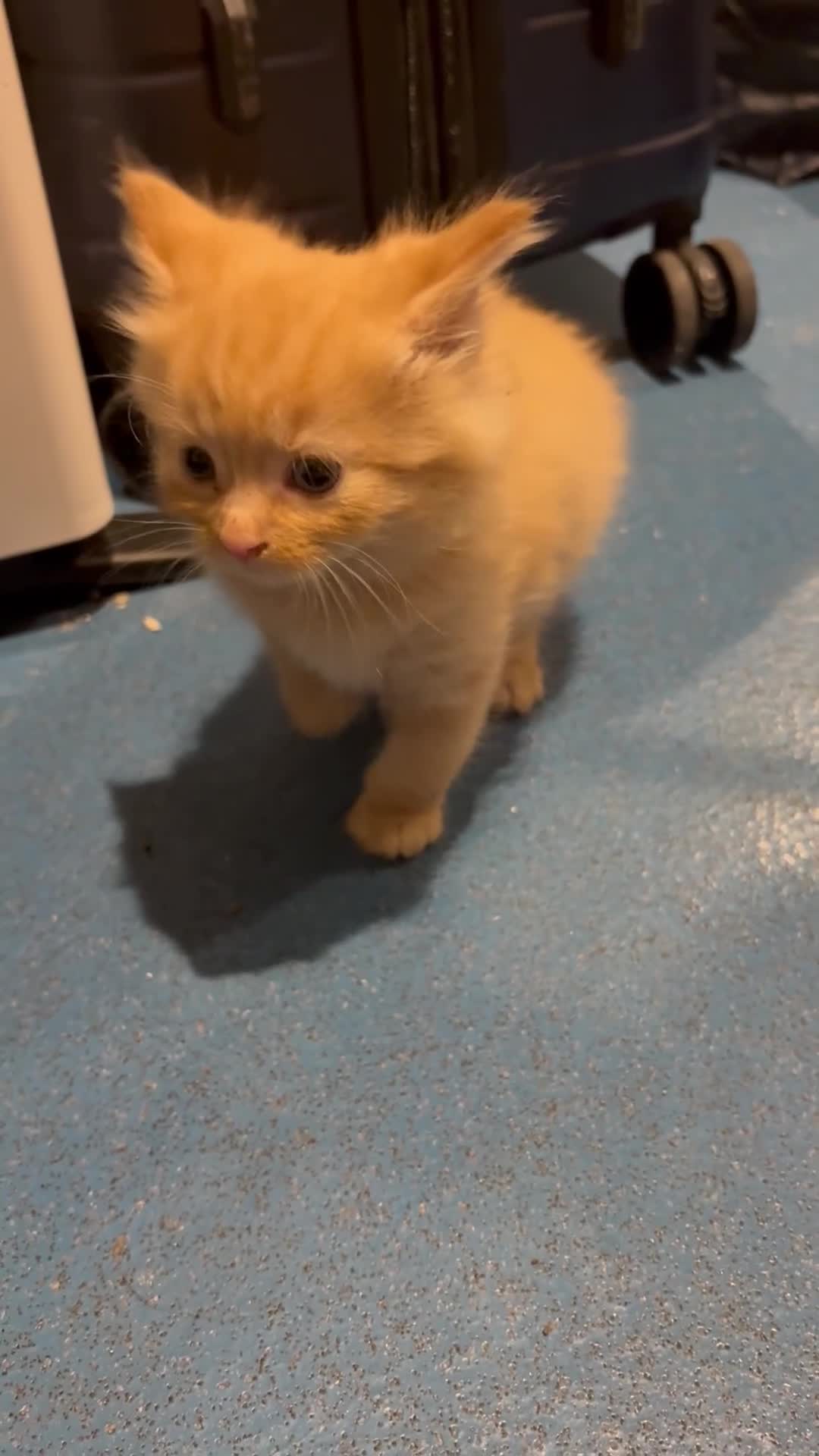 Mixed Breed cats for sale: Kittens  - Video 1