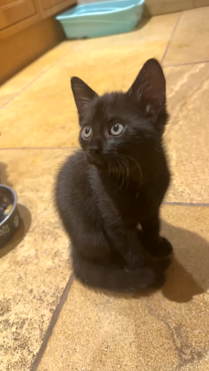 Mixed Breed cats for sale: Kittens ready to leave  - Video 2
