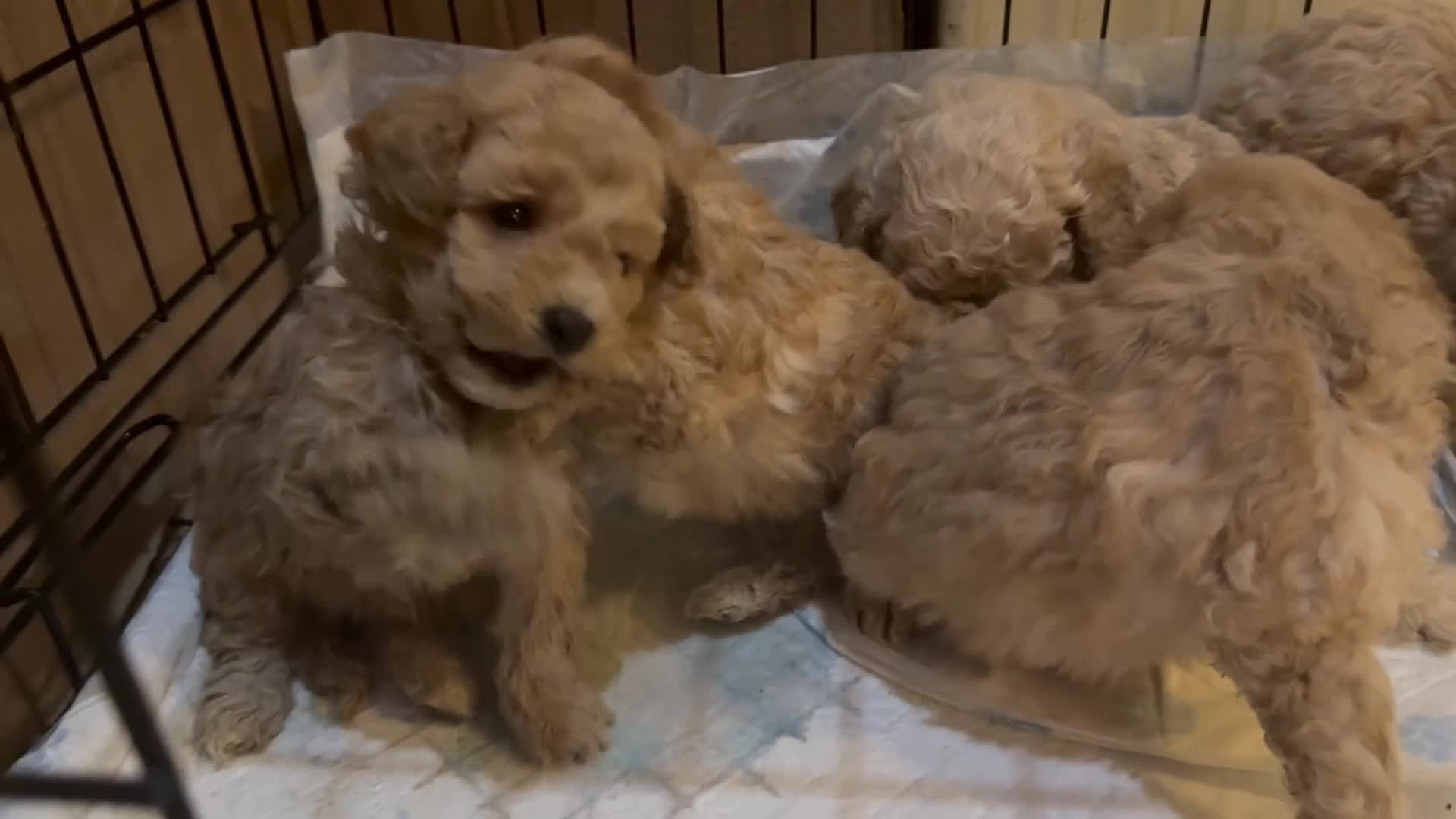 Cockapoo dogs for sale: Miniature f1b cockapoos like little teddy bears  - Video 1