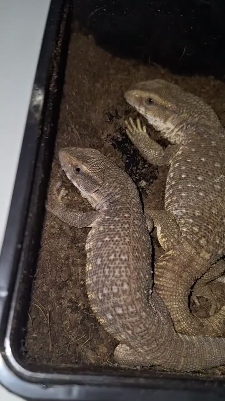 Mixed Breed reptiles for sale: Boss monitor  - Video 3