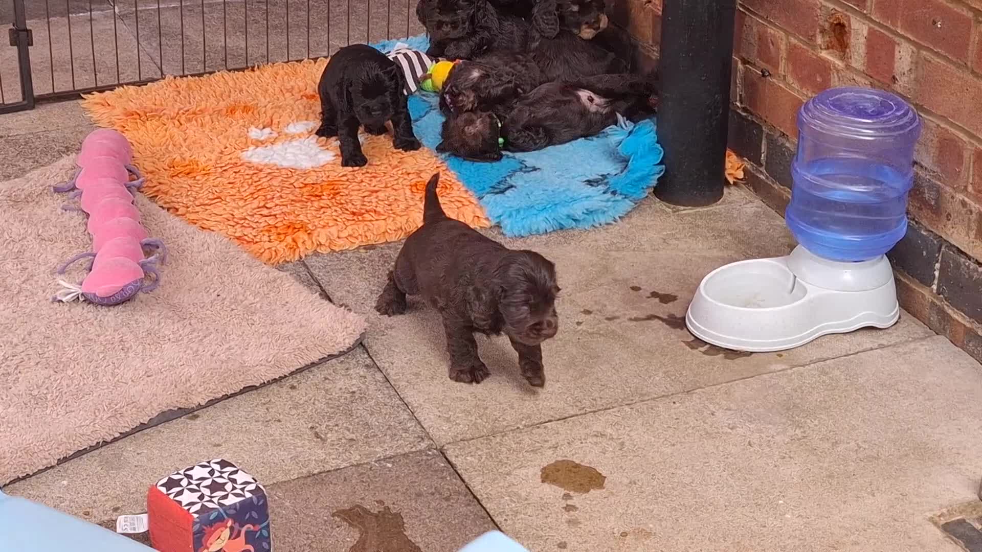 Cocker Spaniel dogs for sale: Show type KC Reg Cocker Spaniel Puppies Available - Video 2
