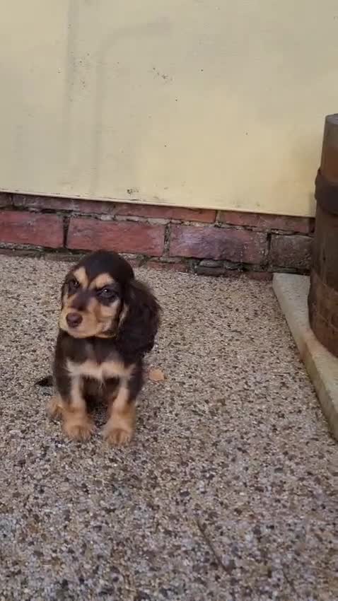 Cocker Spaniel dogs for sale: Gorgeous Chocolate & Sable Show Cocker Pups Ready - Video 3