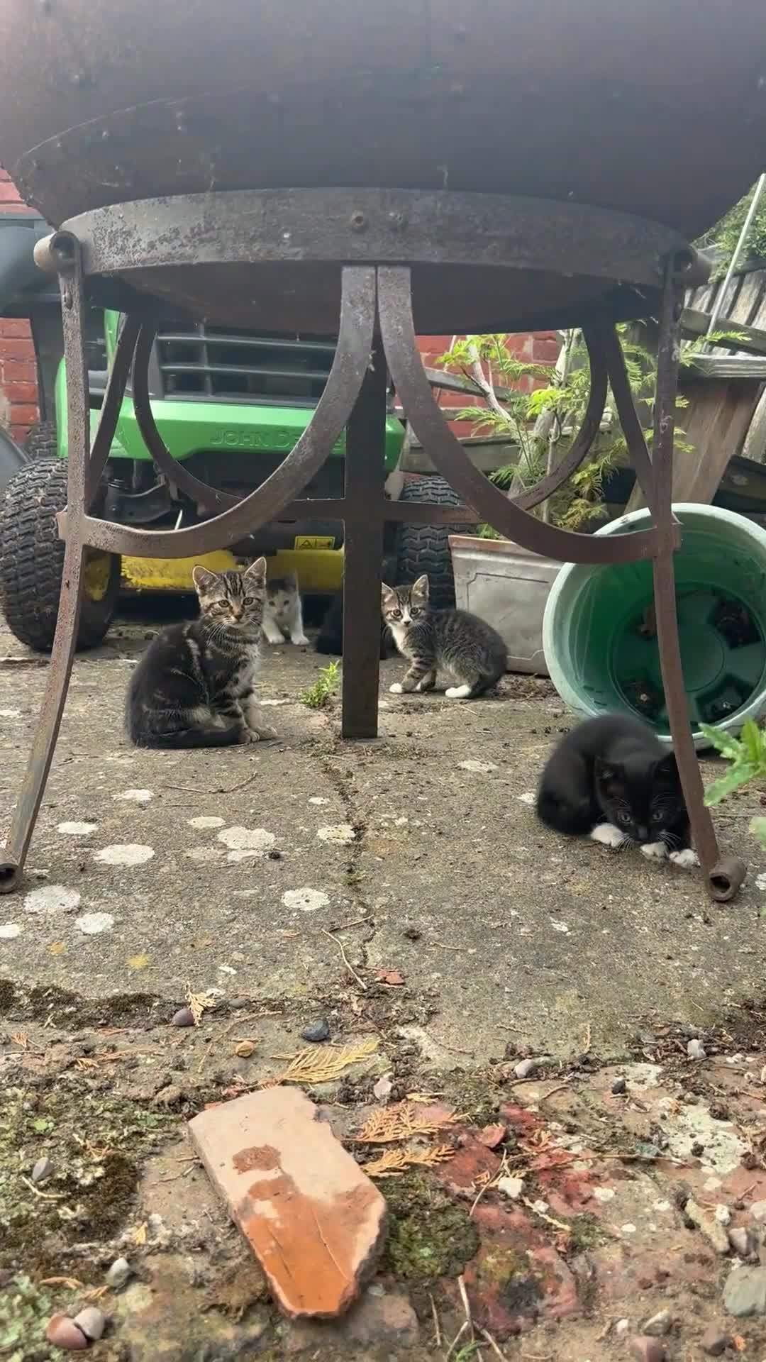 Mixed Breed cats for sale: Kittens for sale  - Video 1