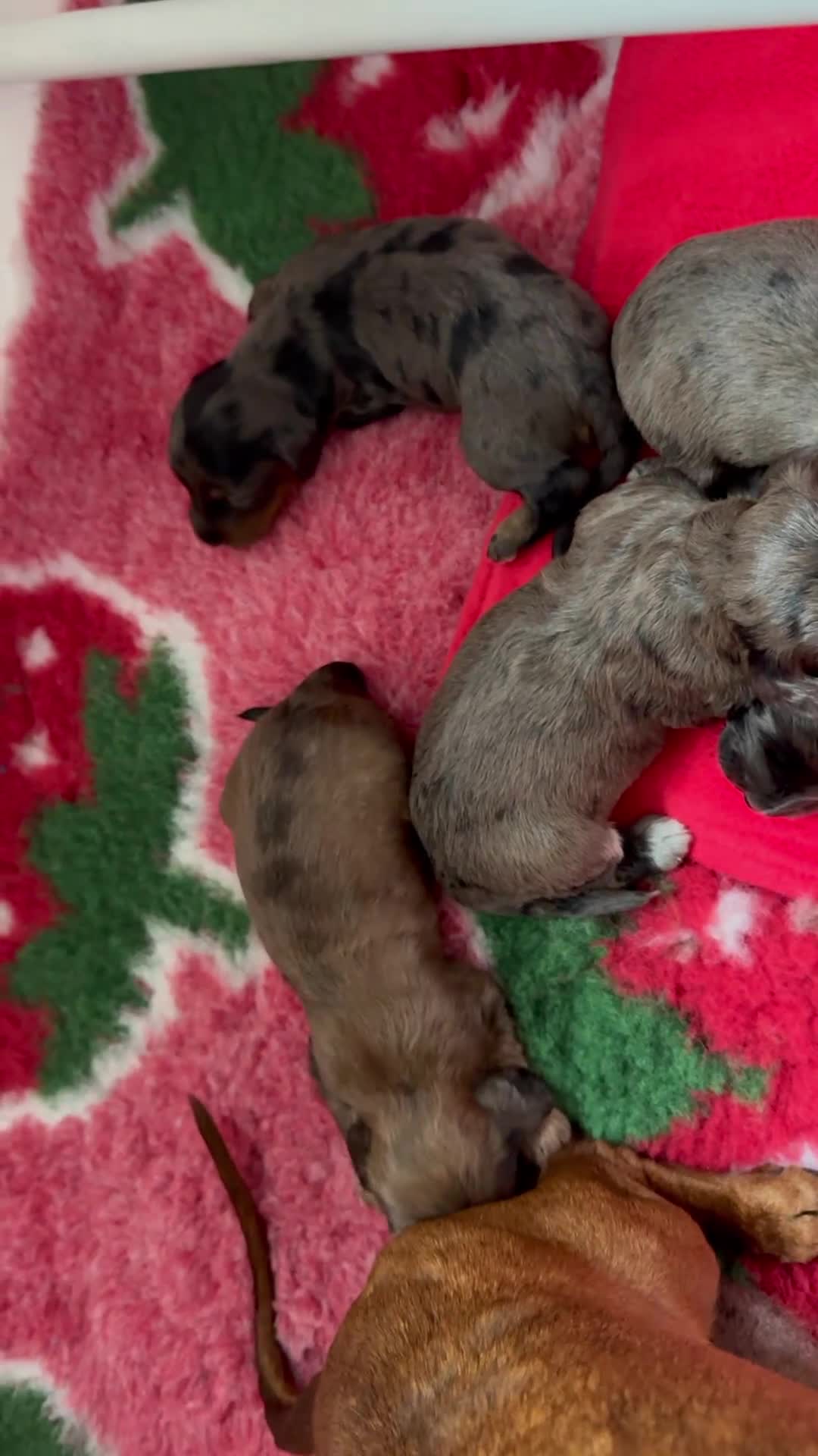 Doxiepoo dogs for sale: Ready 6th October 2 girls 2 boy Doxiepoos  - Video 1