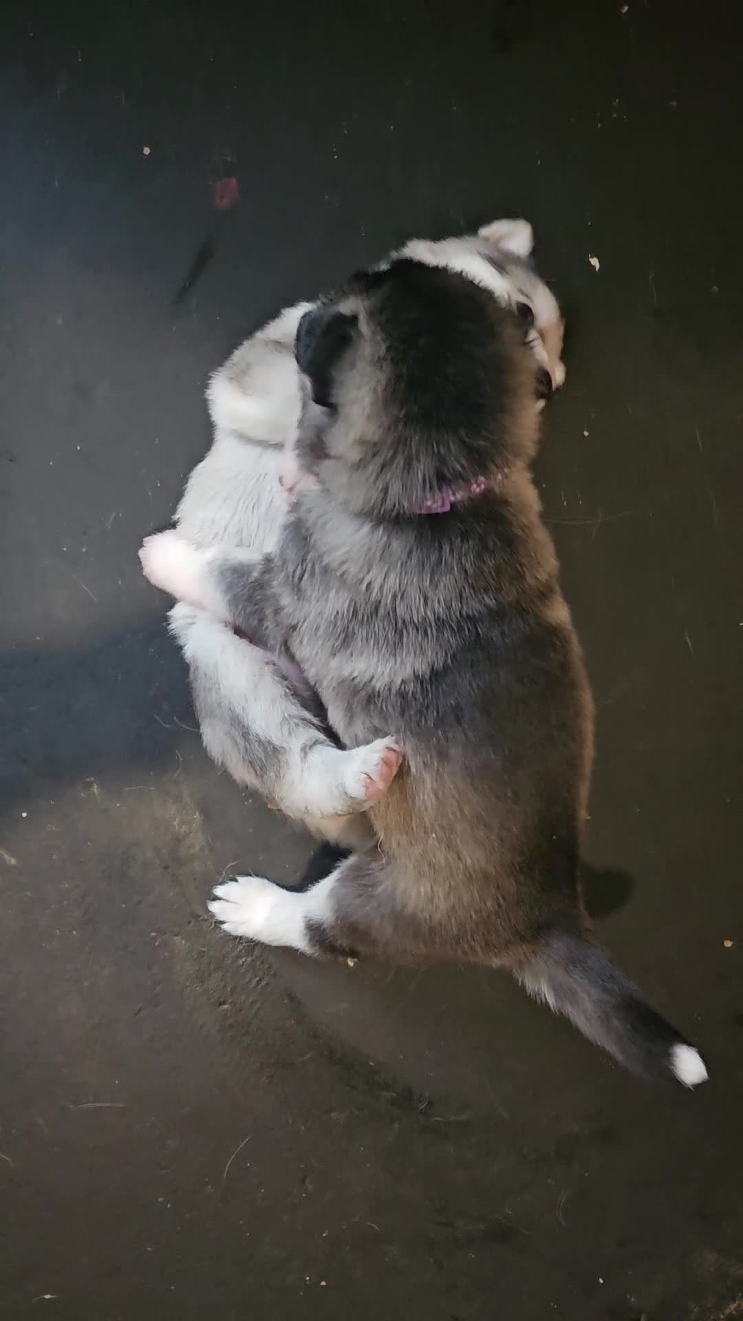 Shepsky dogs for sale: 7 Beautiful Shepsky puppies.  - Video 1