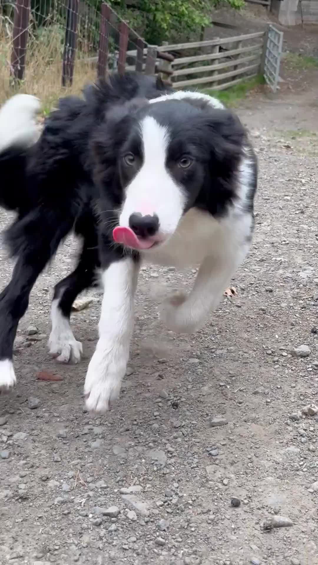 Border Collie dogs for sale: Border Collie Pup - Scott - Video 1