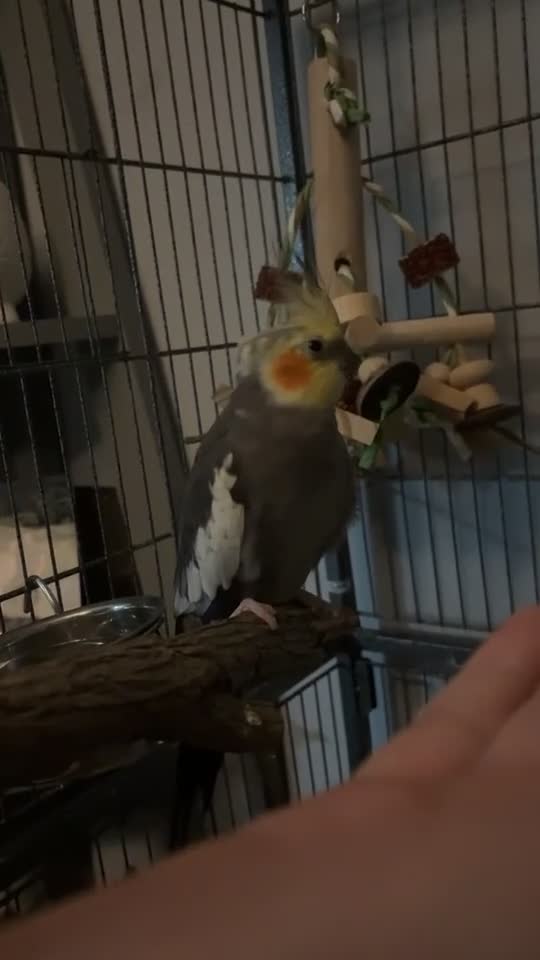 Cockatiels birds for sale: 2 gorgeous cockatiels - Video 3