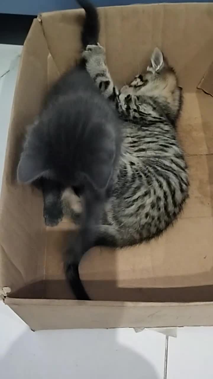 American Shorthair cats for sale: Gorgeous kitten ready for new home  - Video 1