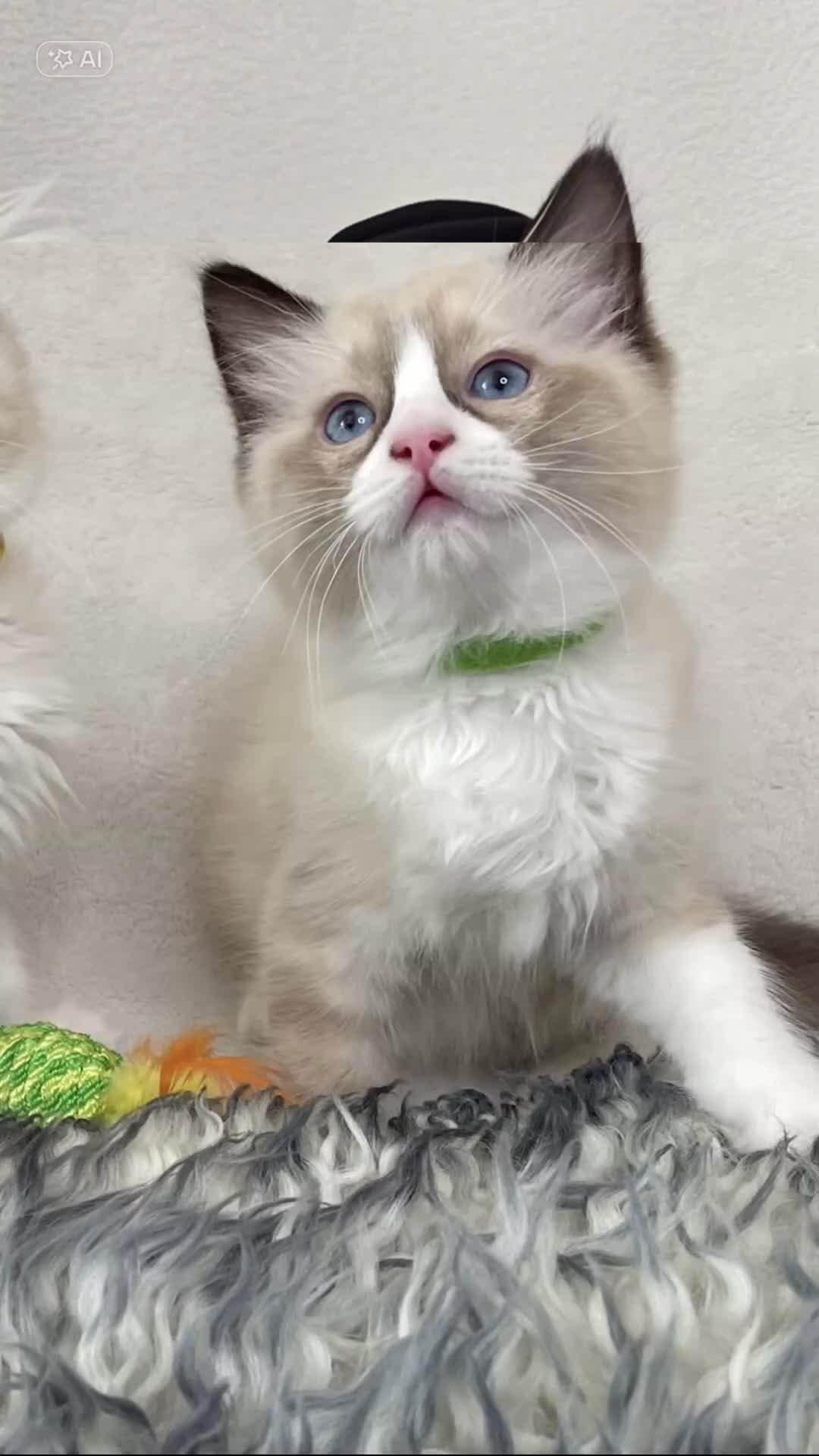 Ragdoll cats for sale: Premium Ragdoll Kittens  Beautiful TICA Registered - Video 1