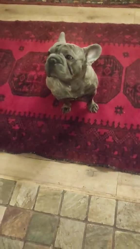 French Bulldog dogs for adoption: Super friendly Lola for adoption  - Video 1