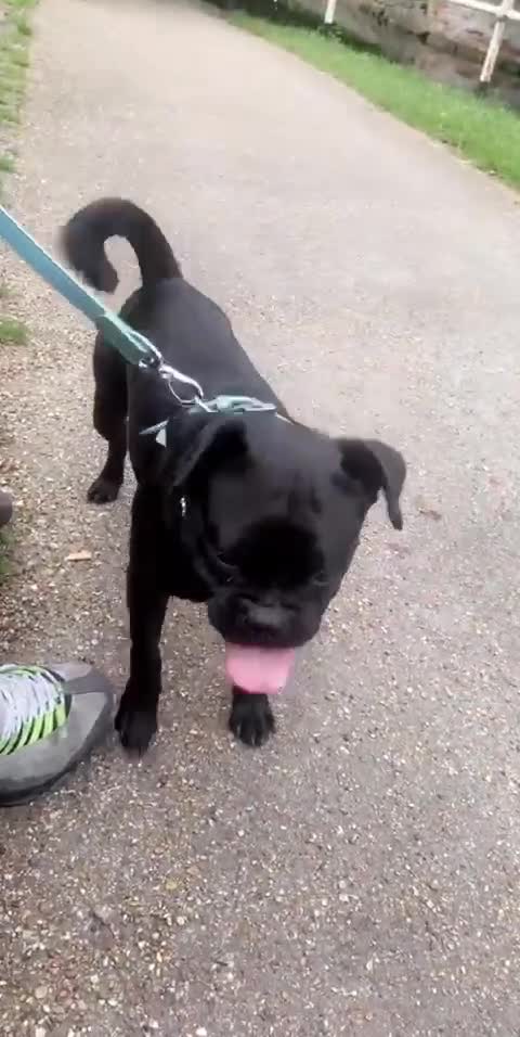 Mixed Breed dogs for sale: Larry  - Video 2