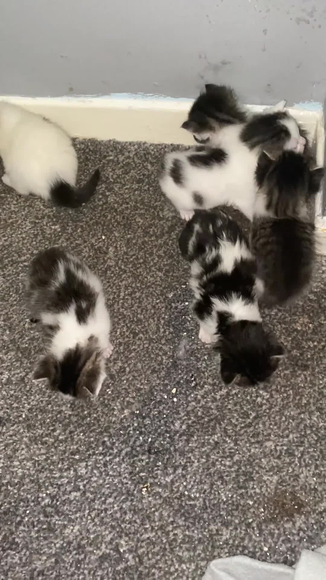 Maine Coon cats for sale: MI have 6 BEAUTIFUL kittens for sale🩷 - Video 1