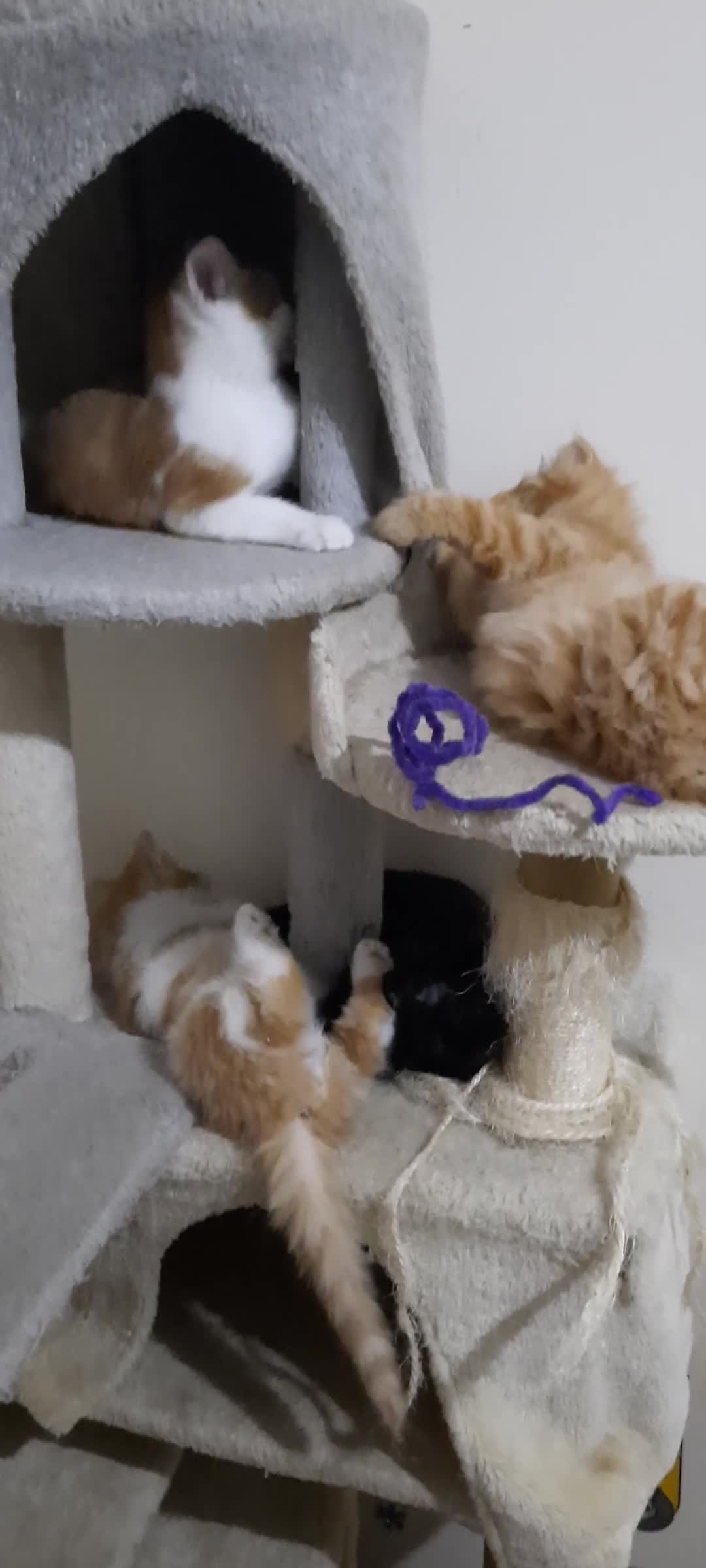 Domestic Shorthair cats for sale: Happy kittens ready to share love and joy  - Video 1