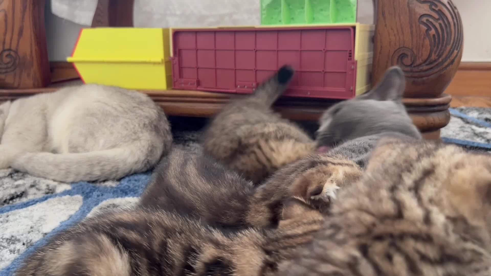 British Shorthair cats for sale: British Shorthair X Scottish Fold - Video 1