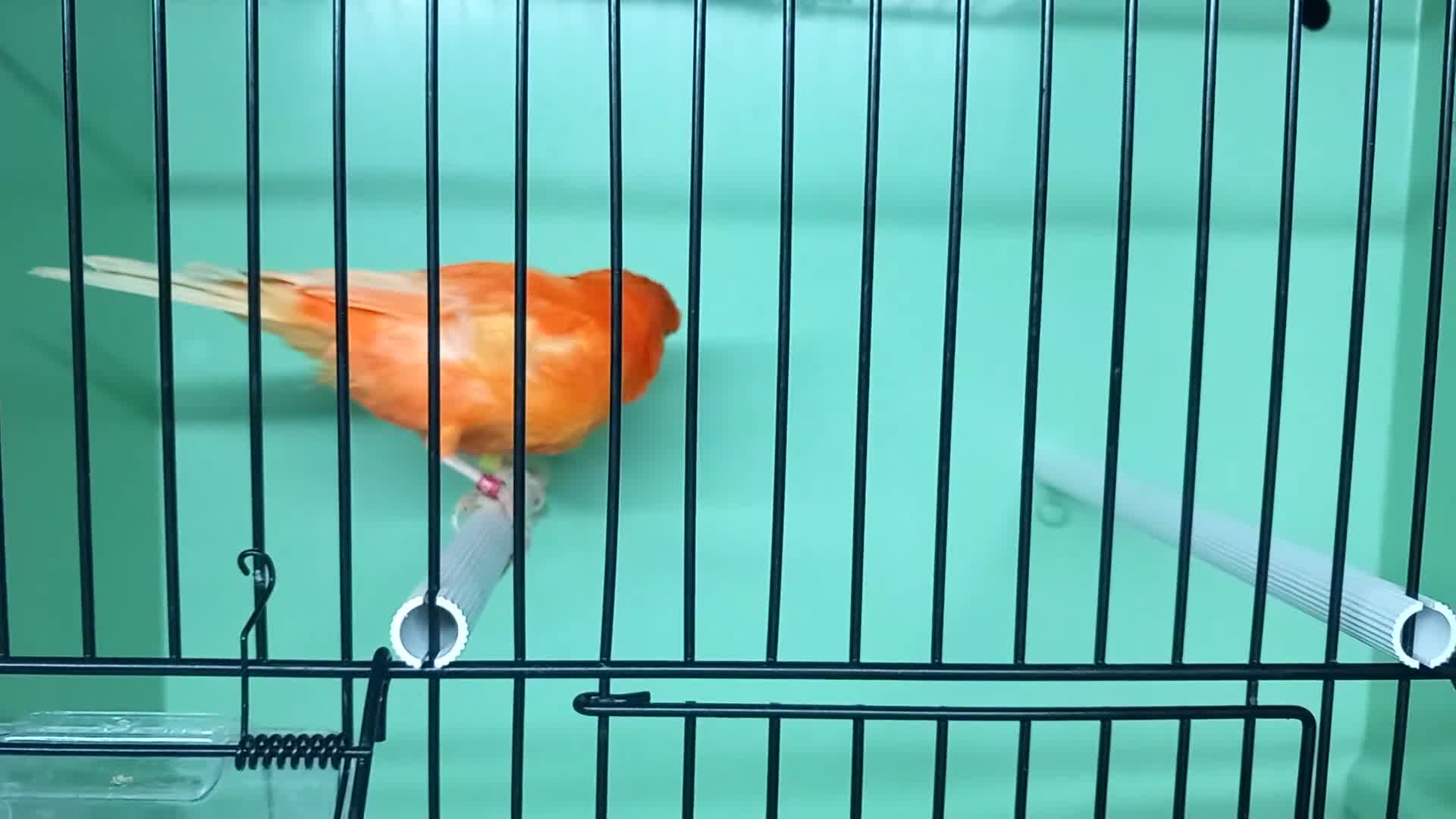 Canaries birds for sale: Canaries  - Video 5