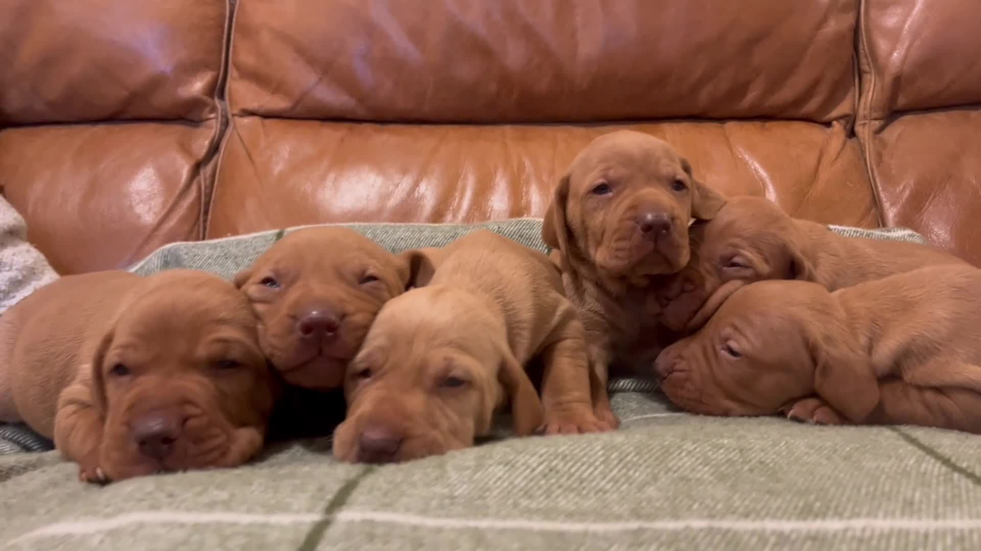 Hungarian Vizsla dogs for sale: Stunning Vizsla Puppies  - Video 1