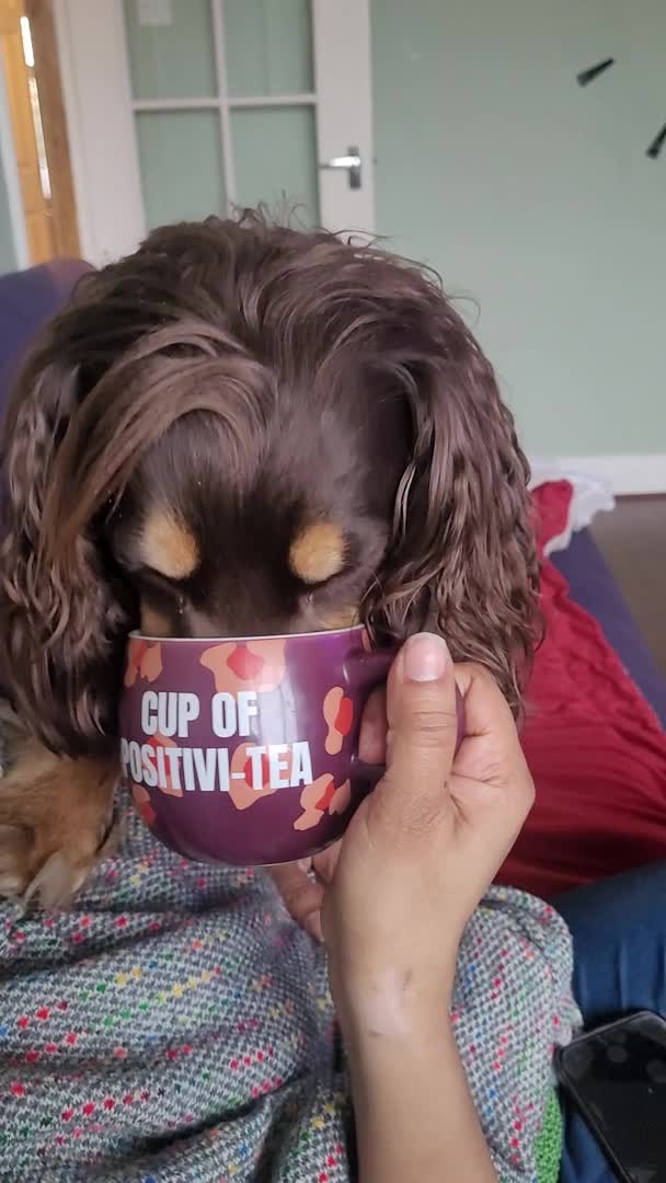 Cocker Spaniel dogs for stud: PROVEN KC REGISTERED Cocker Spaniel for Stud in Tadworth - Video 2