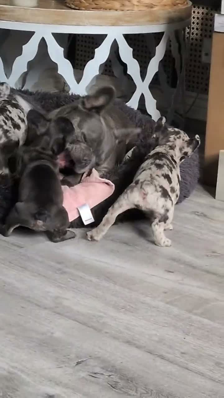 French Bulldog dogs for sale: French bulldog 3 girls  in Pontefract - Video 1