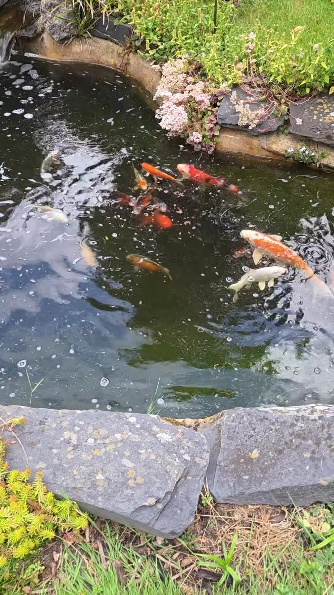 Koi Carp fish for sale: Koi carp  - Video 1