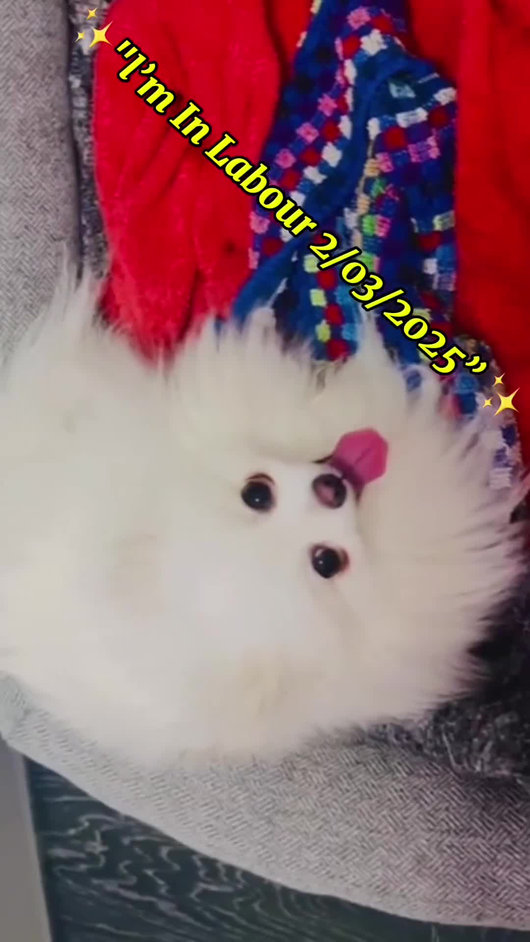 Pomeranian dogs for sale: 🩵👀1 In A Million SKY 🩵 BLUE EYES 🧸 POM😍👀🏆  in London - Video 1
