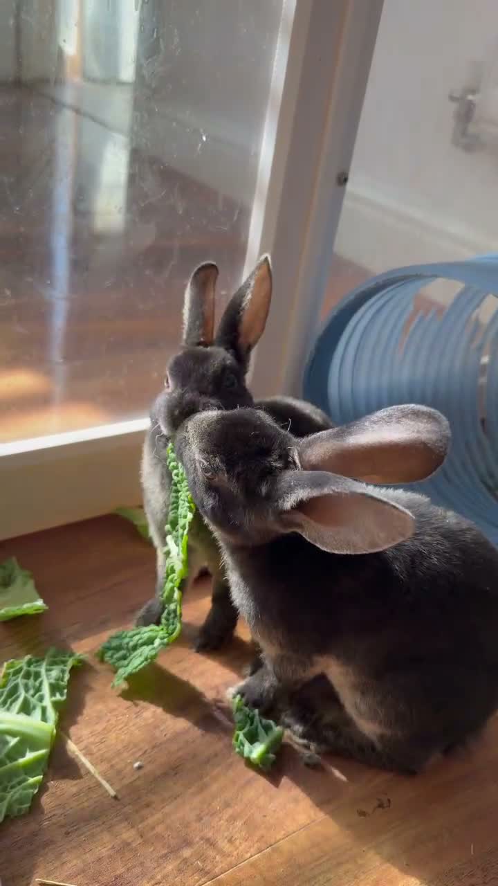 Rex rabbits for sale: Mini Rex Babies Ready To Go  - Video 1