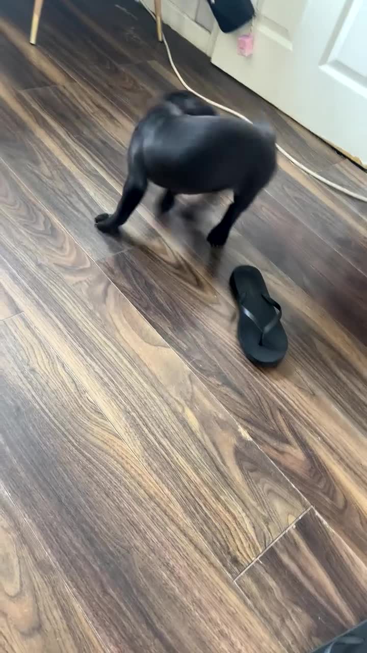 Shar Pei dogs for sale: Karma - Video 2