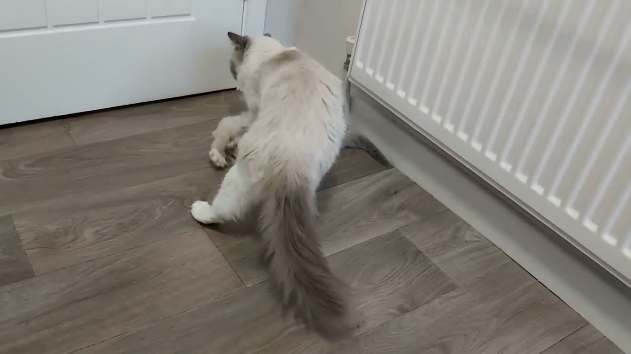 Ragdoll cats for sale: RAGDOLL BOY BLUE POINT BLUE EYES  - Video 1
