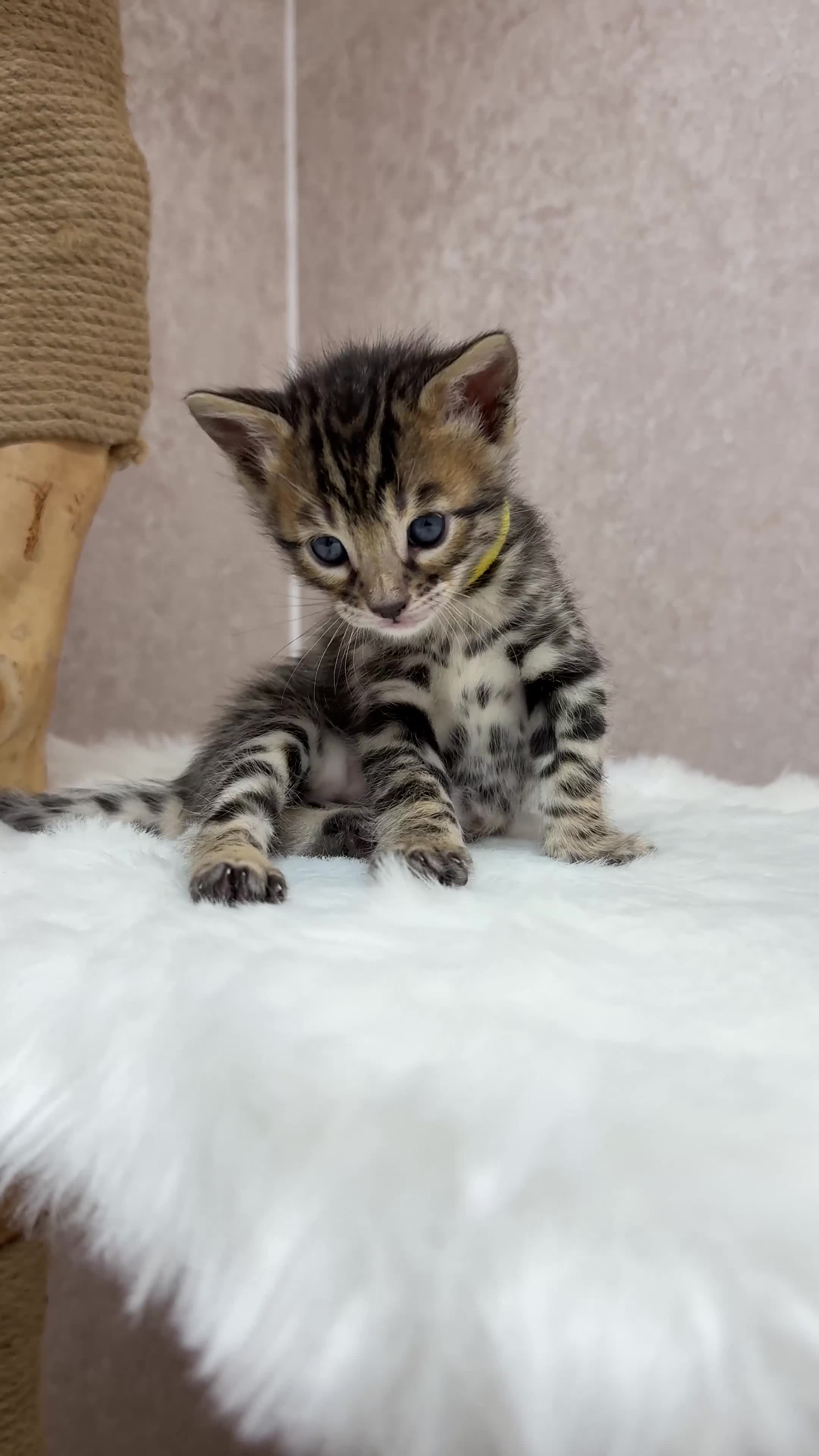 Bengal cats for sale: International Championship, Full Pedigree Bengals - Video 1