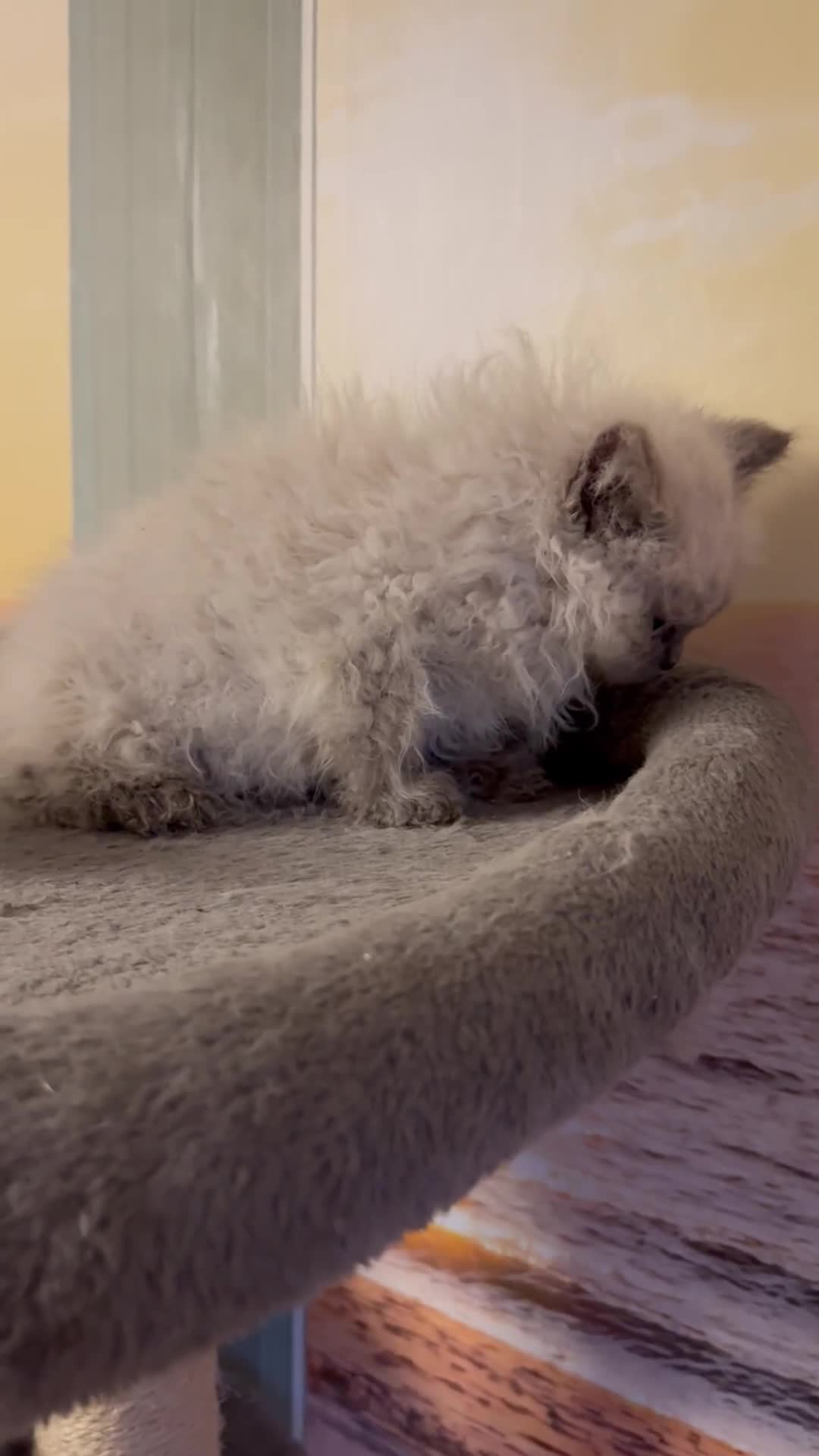 Selkirk Rex cats for sale: Gorgeous Selkirk Rex - Video 1