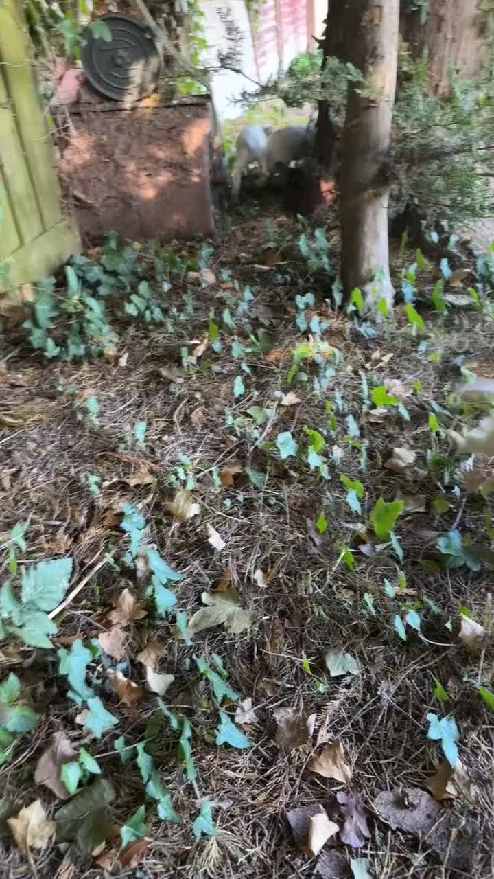 Cocker Spaniel dogs for sale: Adorable Worker Cocker Girl Puppy 🐶 - Video 3