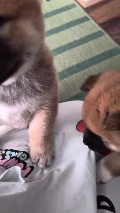 Japanese Shiba Inu dogs for sale: Last Lovely Shiba Inu Puppy, Ready for home now! - Video 3