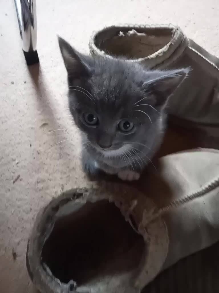 Mixed Breed cats for sale: Last male smoky grey kitten - Video 3