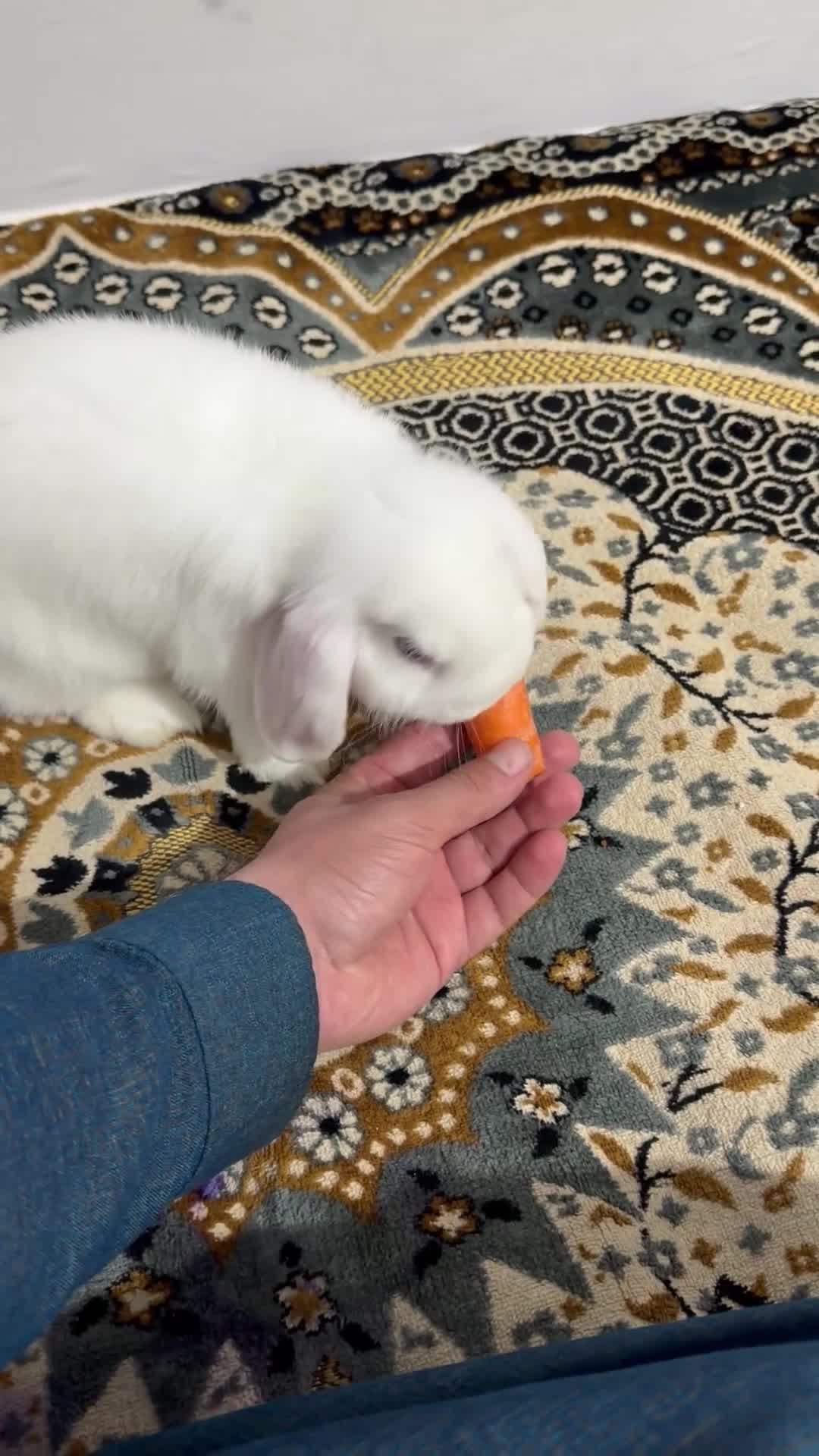 Mini Lop rabbits for sale: Lovely Mini lop for sale  (BEW) - Video 1