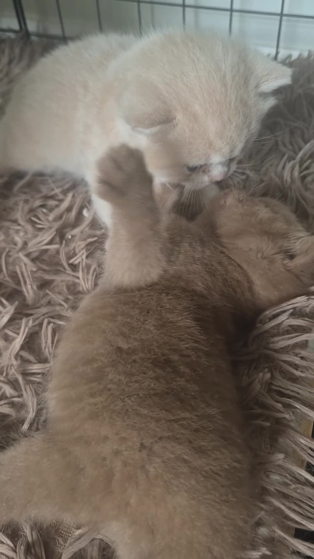 British Shorthair cats for sale: RESERVED * Beautiful TICA Registered kittens * - Video 1
