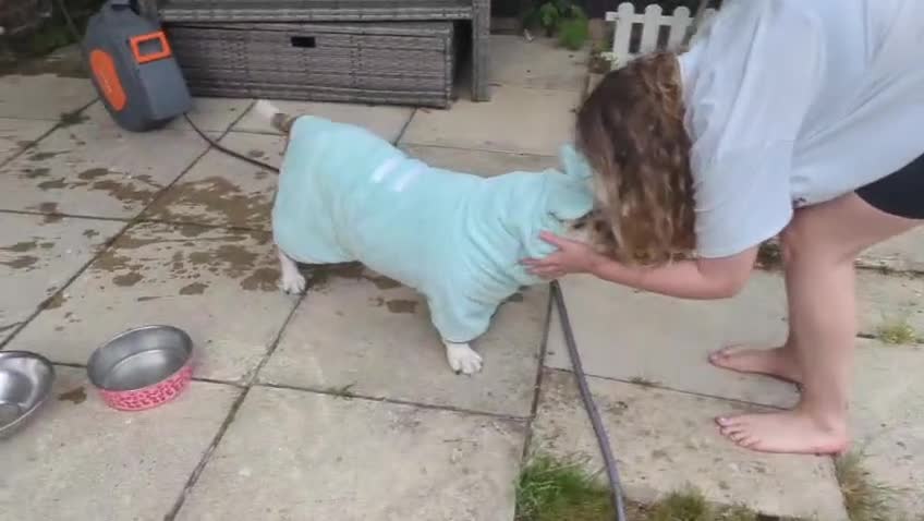 Mixed Breed dogs for sale: Jiggles the Bulldog Cross  - Video 1