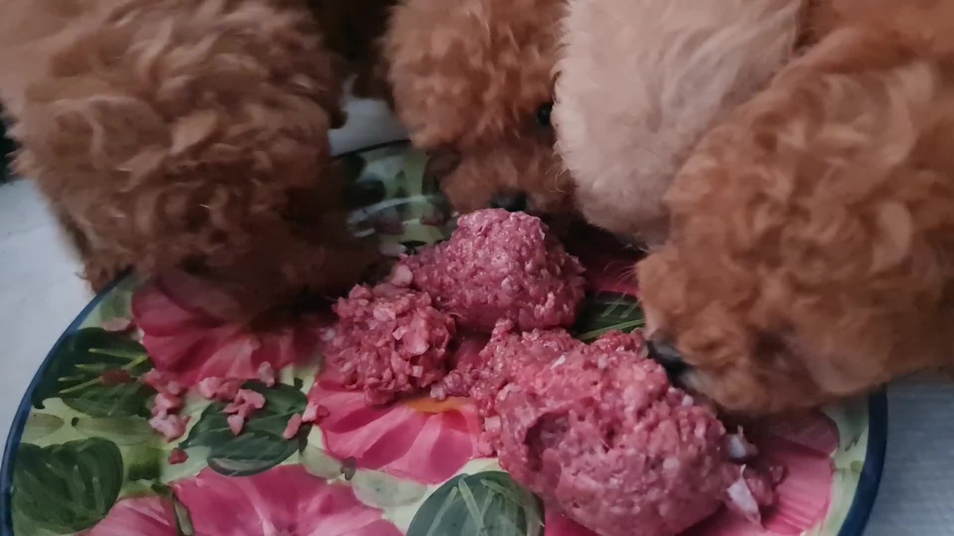 Toy Poodle dogs for sale: KC Real Toy Poodle 1 female and 1 male  puppy - Video 1